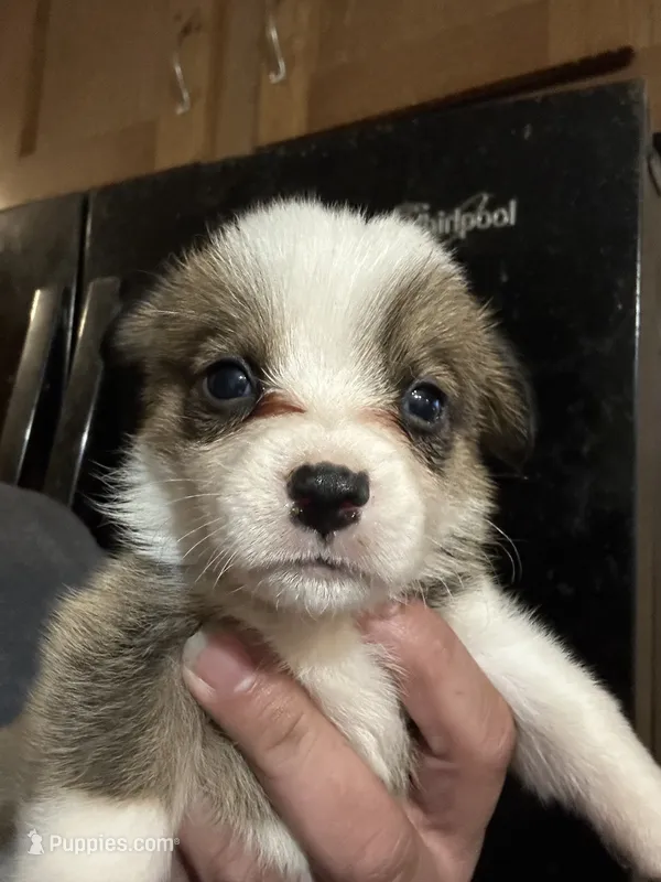 Carole – Pembroke Welsh Corgi puppy for sale in Rochester, NY