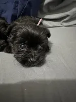 Mimi, a female Yorkipoo for sale in Rochester, NY – Photo 2 of 2