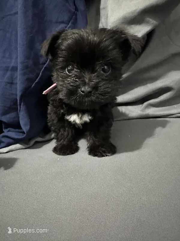 Mimi, a female Yorkipoo for sale in Rochester, NY – Photo 1 of 2