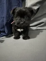 Mimi, a female Yorkipoo for sale in Rochester, NY – Photo 1 of 2