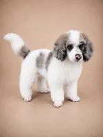 Bear, a male Poodle - Miniature  for sale in Port Charlotte, FL – 1 of 4