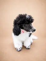 Cora, a female Poodle - Miniature  for sale in Port Charlotte, FL – 3 of 4