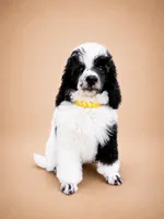 Bodhi, a male Poodle - Miniature  for sale in Port Charlotte, FL – 4 of 4