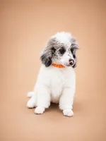 Bear, a male Poodle - Miniature  for sale in Port Charlotte, FL – 4 of 4