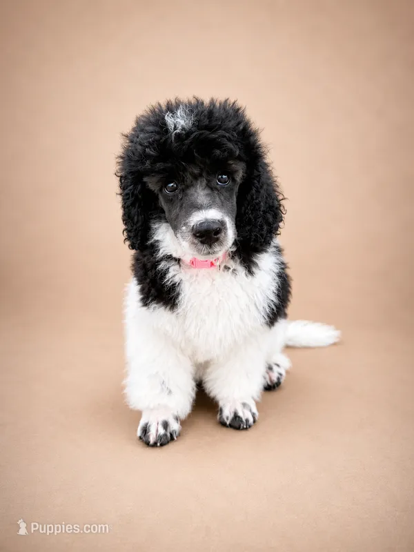 Cora – Poodle - Miniature  puppy for sale in Port Charlotte, FL