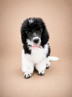Cora, a female Poodle - Miniature  for sale in Port Charlotte, FL – 1 of 4