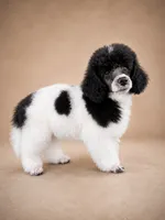 Cora, a female Poodle - Miniature  for sale in Port Charlotte, FL – 4 of 4