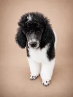 Cora, a female Poodle - Miniature  for sale in Port Charlotte, FL – 2 of 4