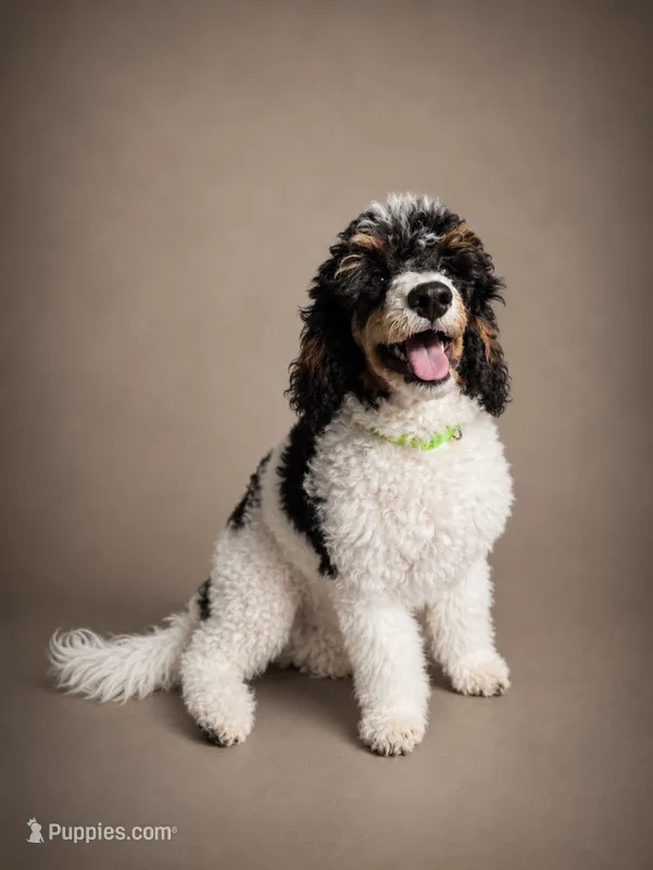Ivy – Poodle - Miniature  puppy for sale in Port Charlotte, FL