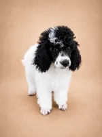 Meadow, a female Poodle - Miniature  for sale in Port Charlotte, FL – 2 of 4