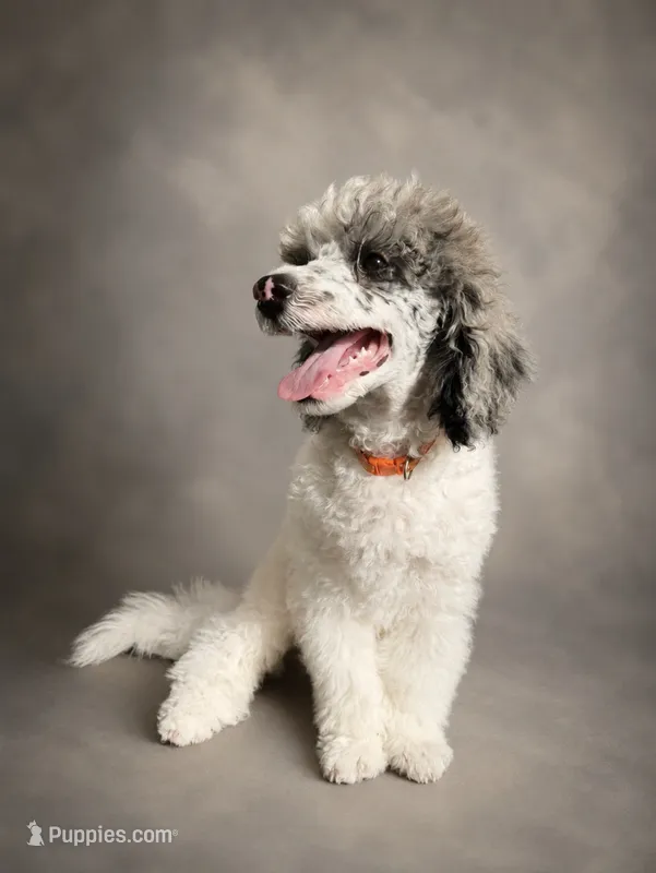 Bear – Poodle - Miniature  puppy for sale in Port Charlotte, FL