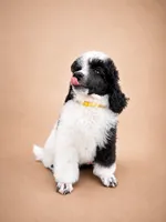 Bodhi, a male Poodle - Miniature  for sale in Port Charlotte, FL – 3 of 4