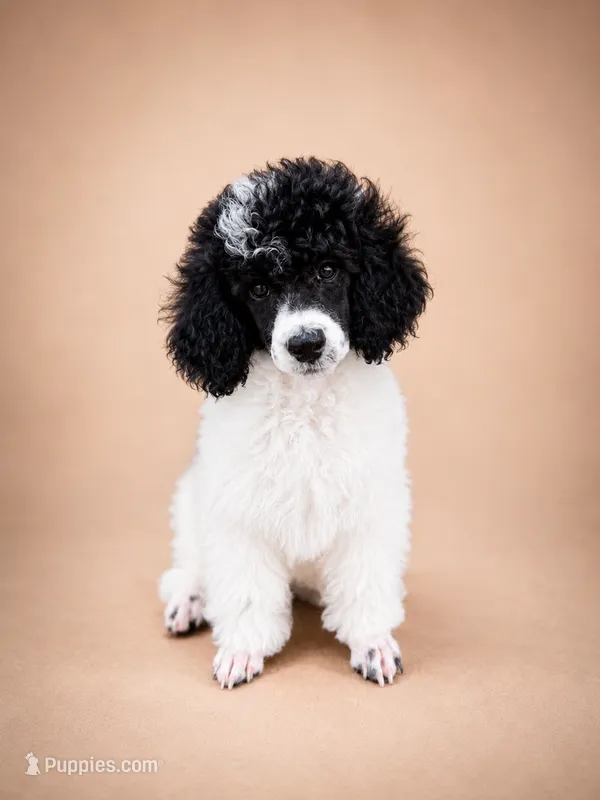 Meadow – Poodle - Miniature  puppy for sale in Port Charlotte, FL