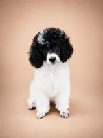 Meadow, a female Poodle - Miniature  for sale in Port Charlotte, FL – 1 of 4