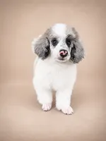 Bear, a male Poodle - Miniature  for sale in Port Charlotte, FL – 2 of 4