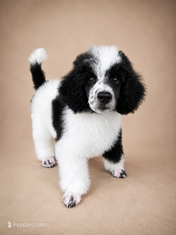 Bodhi – Poodle - Miniature  puppy for sale in Port Charlotte, FL