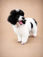 Meadow, a female Poodle - Miniature  for sale in Port Charlotte, FL – 3 of 4