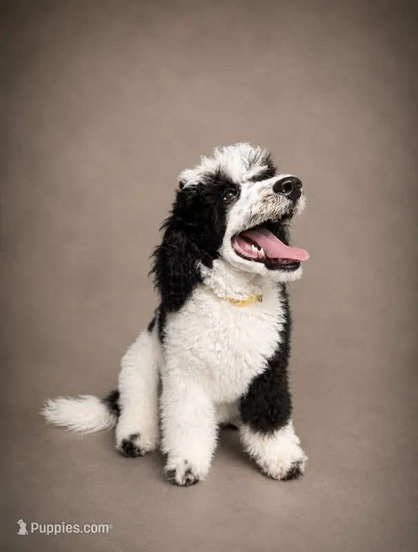 Bodhi – Poodle - Miniature  puppy for sale in Port Charlotte, FL