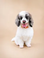 Bear, a male Poodle - Miniature  for sale in Port Charlotte, FL – 3 of 4