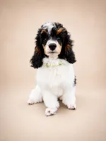 Ivy, a female Poodle - Miniature  for sale in Port Charlotte, FL – 2 of 3