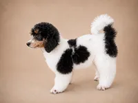 Ivy, a female Poodle - Miniature  for sale in Port Charlotte, FL – 1 of 3