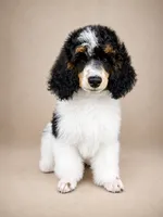 Ivy, a female Poodle - Miniature  for sale in Port Charlotte, FL – 3 of 3