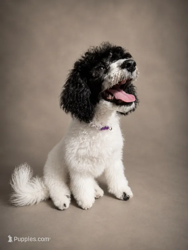 Meadow – Poodle - Miniature  puppy for sale in Port Charlotte, FL