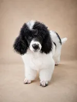Meadow, a female Poodle - Miniature  for sale in Port Charlotte, FL – 4 of 4