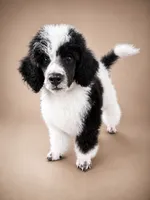 Bodhi, a male Poodle - Miniature  for sale in Port Charlotte, FL – 2 of 4