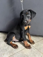 Rex, a male Doberman Pinscher for sale in Escondido, CA – 4 of 4