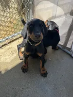 Doberman Puppy , a female Doberman Pinscher for sale in Escondido, CA – 3 of 5
