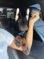 Rex, a male Doberman Pinscher for sale in Escondido, CA – 1 of 4