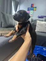 Baby Dobermans , a female Doberman Pinscher for sale in San Diego, CA – 6 of 9