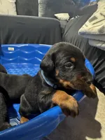 Doberman puppies , a male Doberman Pinscher for sale in San Diego, CA – 7 of 8