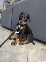 Baby Doberman, a female Doberman Pinscher for sale in Escondido, CA – 9 of 10