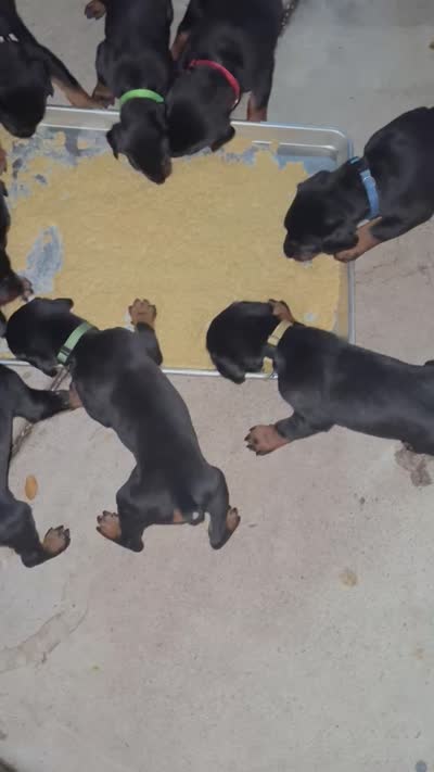 Baby Dobermans , a female Doberman Pinscher for sale in San Diego, CA – 8 of 9
