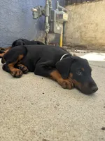 Baby Doberman, a female Doberman Pinscher for sale in Escondido, CA – 4 of 10