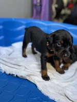 Baby Dobermans , a male Doberman Pinscher for sale in San Diego, CA – 2 of 6