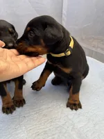 Doberman puppies , a male Doberman Pinscher for sale in San Diego, CA – 4 of 8