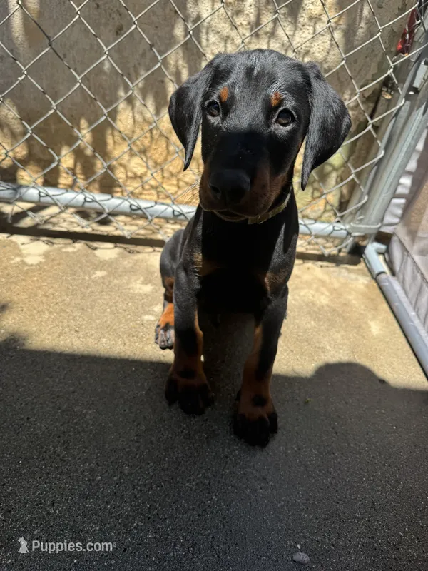 Doberman puppies  – Doberman Pinscher puppy for sale in Escondido, CA