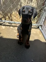 Doberman Puppy , a female Doberman Pinscher for sale in Escondido, CA – 1 of 5