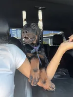 Rex, a male Doberman Pinscher for sale in Escondido, CA – 2 of 4