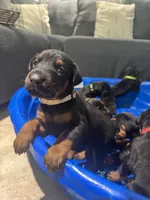 Baby Dobermans , a female Doberman Pinscher for sale in San Diego, CA – 4 of 9