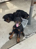 Yellow, a male Doberman Pinscher for sale in Escondido, CA – 2 of 3