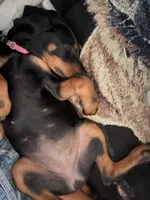 Baby Doberman, a female Doberman Pinscher for sale in Escondido, CA – 3 of 10
