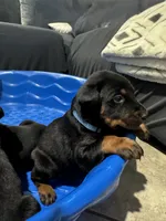 Baby Dobermans , a male Doberman Pinscher for sale in San Diego, CA – 5 of 6