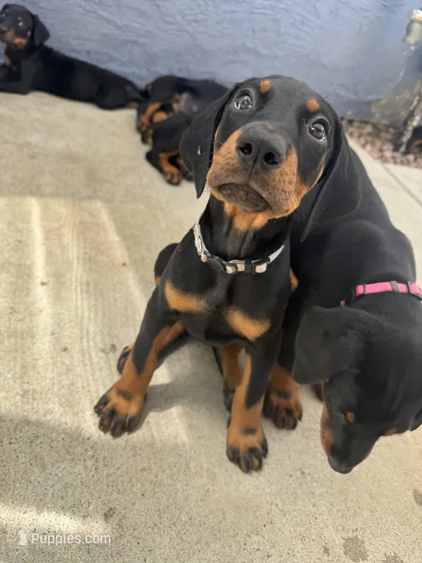 Baby Dobermans  – Doberman Pinscher puppy for sale in Escondido, CA