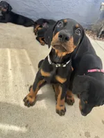 Baby Doberman, a female Doberman Pinscher for sale in Escondido, CA – 1 of 10