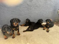 Baby Doberman, a female Doberman Pinscher for sale in Escondido, CA – 10 of 10