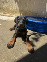 Doberman Puppy , a female Doberman Pinscher for sale in Escondido, CA – 2 of 5